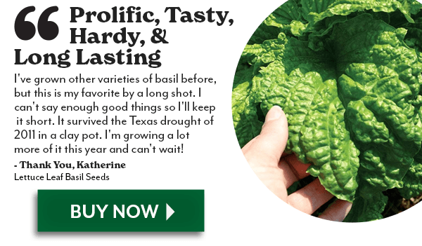 Lettuce Leaf Basil Seeds