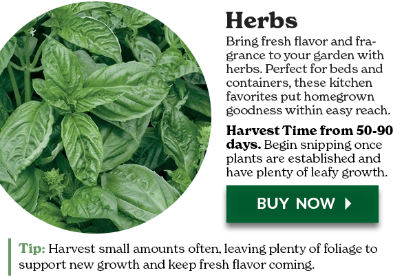 herbs