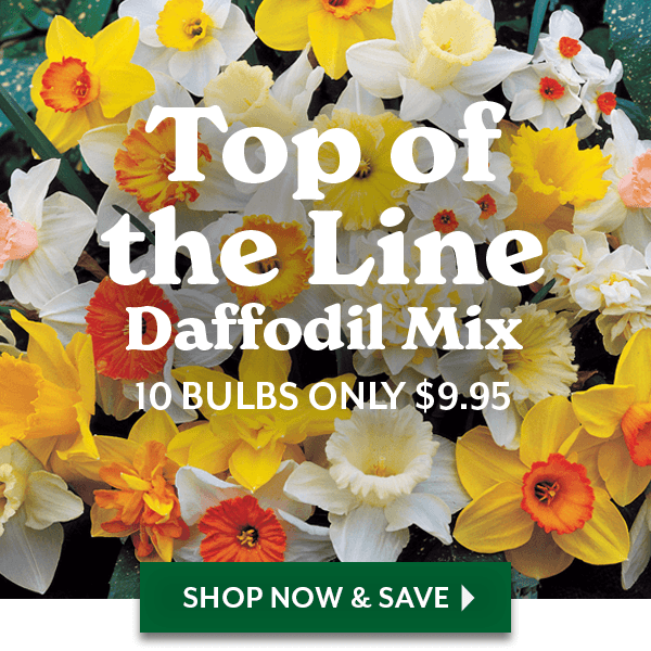 Top of the Line Daffodil Mix. 10 Bulbs only $9.95