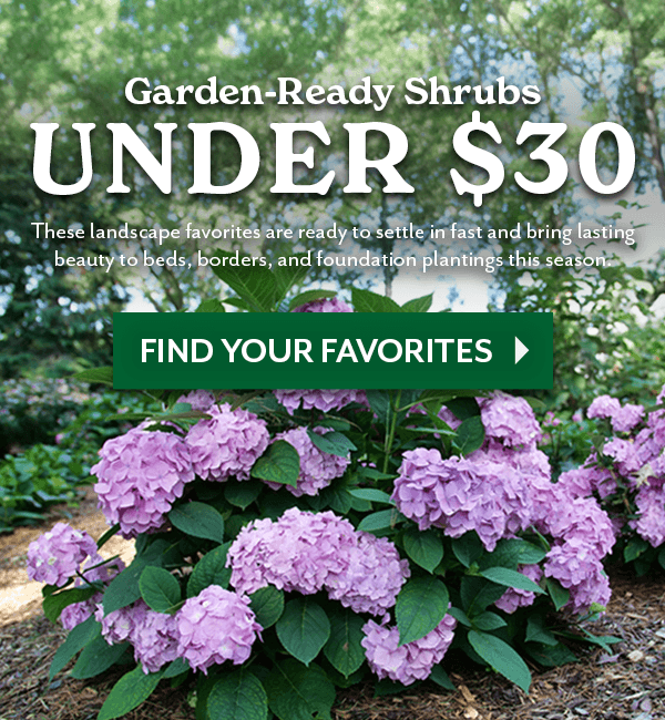 GARDEN READY SHRUBS UNDER $30