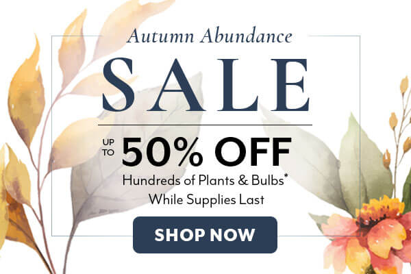 Autumn Abundance Sale