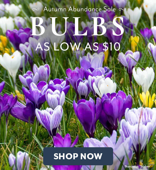 Autumn Abundance Bulbs on Sale