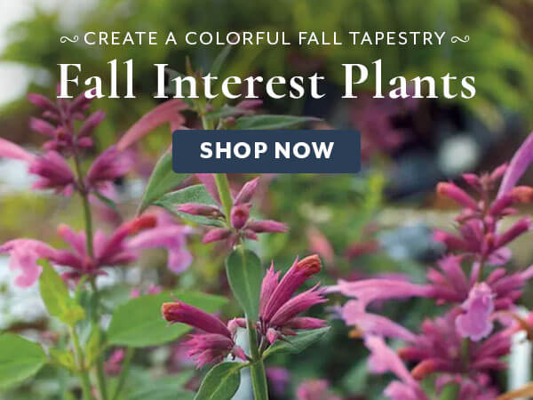 Fall Interest Plants