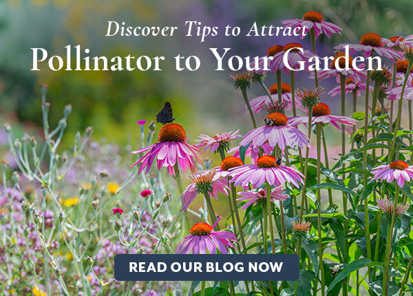 Attract Pollinators to Your Garden Blog