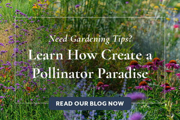 Create a Pollinator Paradise in Your Flower Garden