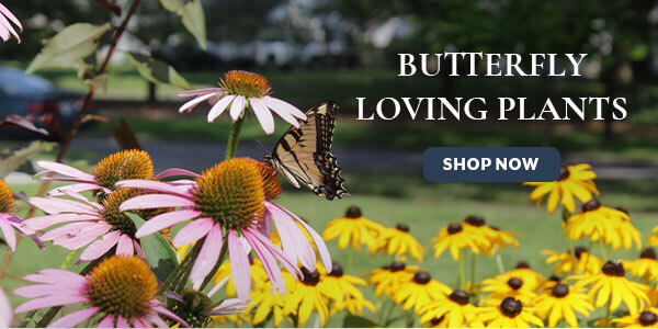 Butterfly Garden