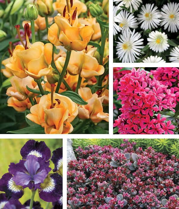 Mix & Match Select Plants & Bulbs 5 for $50 with code MIXITUP