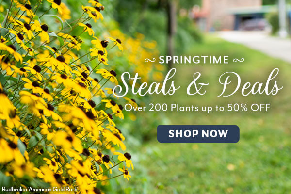 Springtime Steals & Deals - Over 200 Plants up to 50% OFF