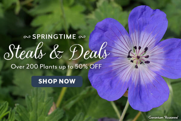 Springtime Steals & Deals - Over 200 Plants up to 50% OFF