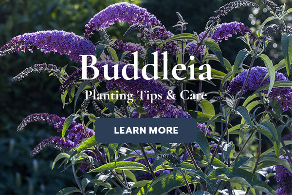 Buddleia Growing Guide