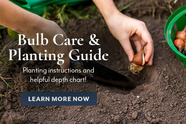 Bulb Care & Planting