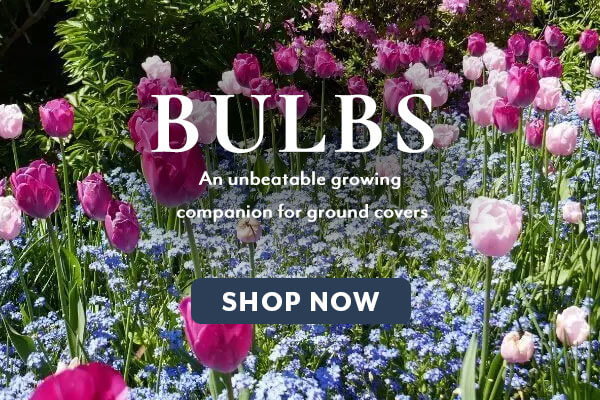 Bulbs