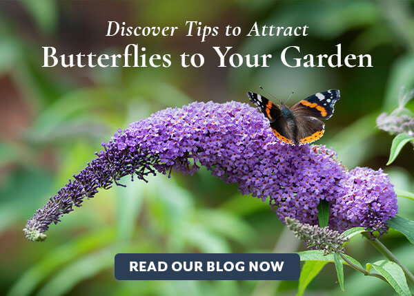 Attract Pollinators to Your Garden Blog