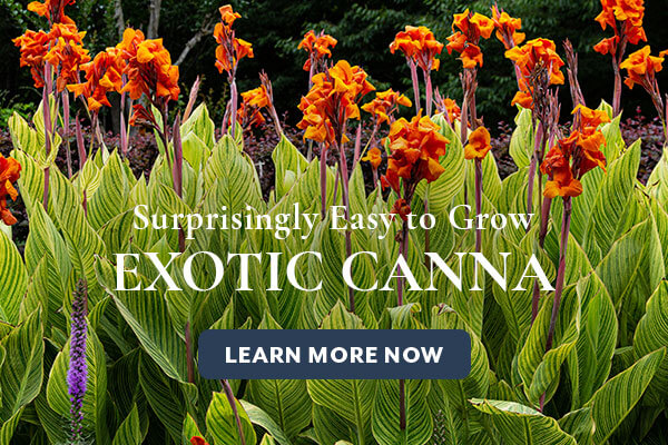 Easy to Grow Exotic Canna