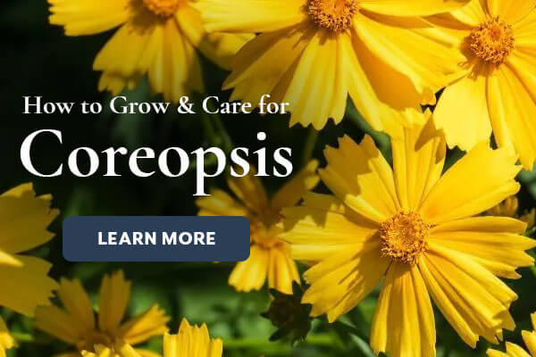 Coreopsis Plant Care