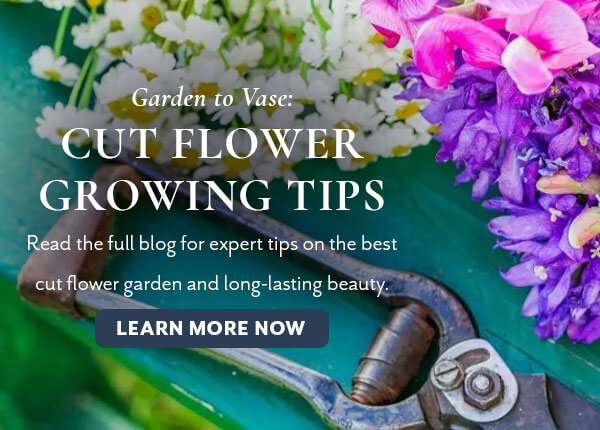 Cut Flower Growing Tips