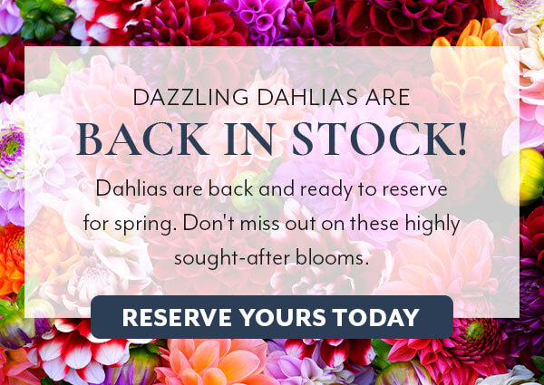 Dazzling Dahlias are Back