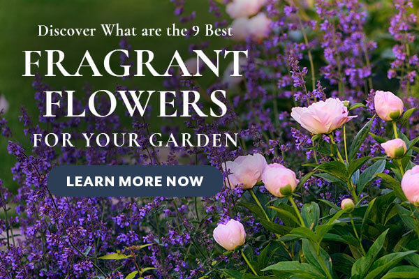 Fragrant Flowers for the Garden