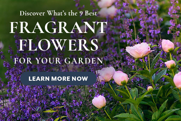 Fragrant Garden Flowers