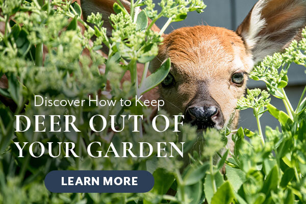 How to Keep Deer Out of Your Garden