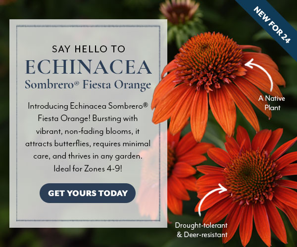 Say hello to Echinacea Sombrero Fiesta Orange