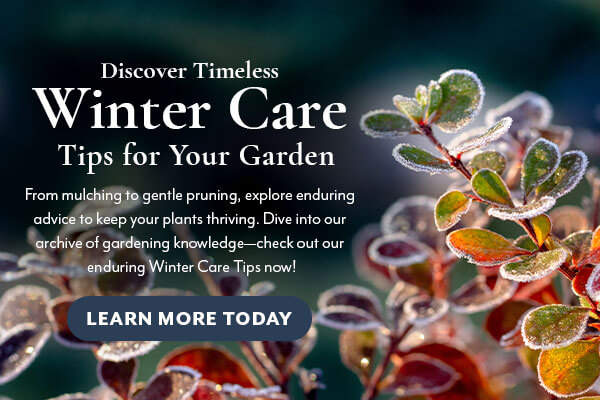 Winter Garden Care