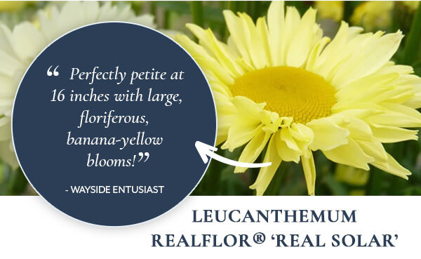 Leucanthemum Realflor® 'Real Solar'