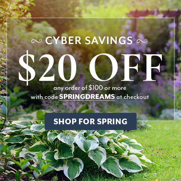 SPRINGDREAMS savings