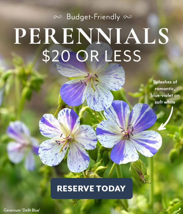 Autumn Abundance Perennials on Sale