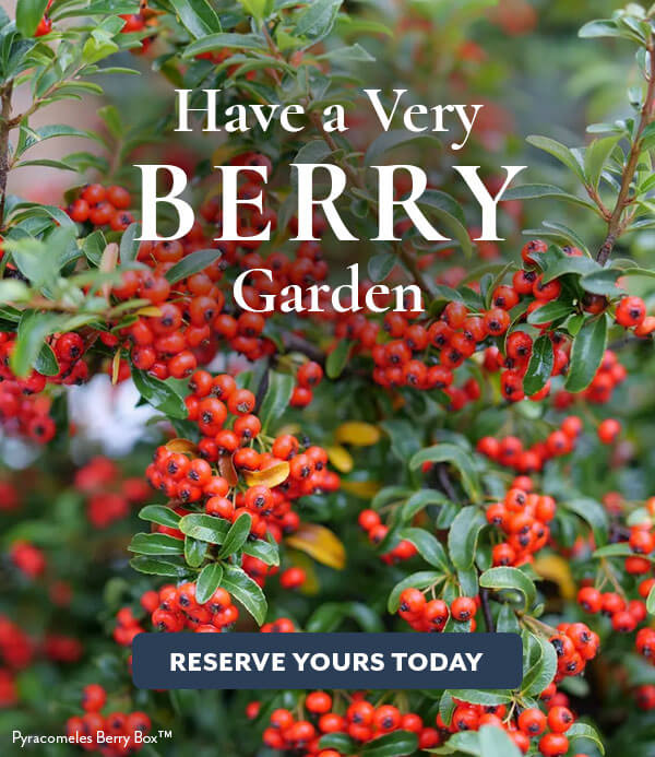 Berry-producing Shrubs