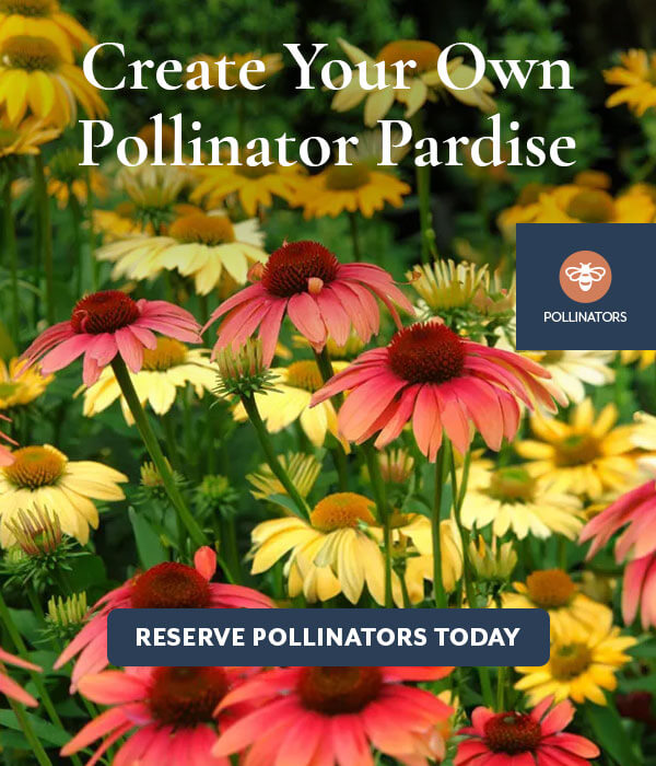 Pollinator Paradise with Butterfly Garden