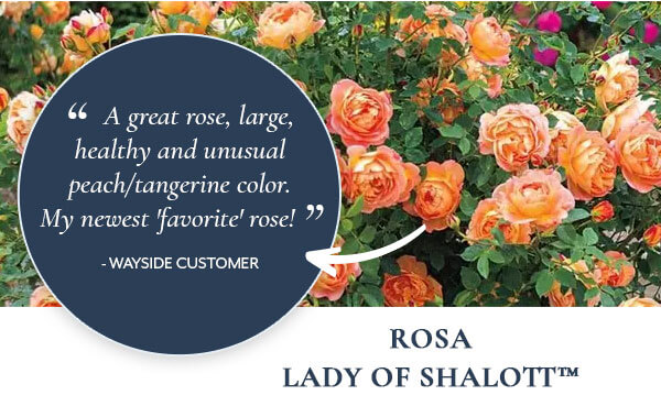 Rosa Lady of Shalott™