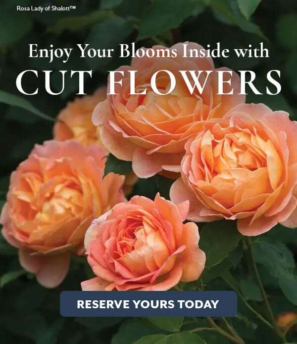 Top Rated Cut Flowers