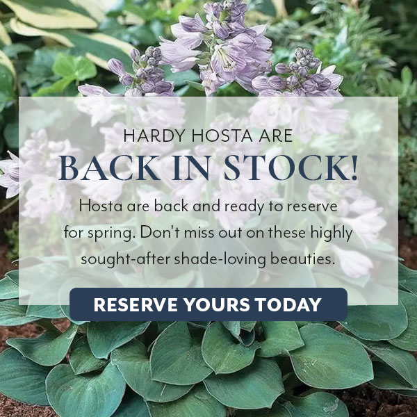 Hosta are back in stock