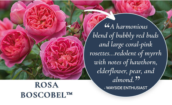 Rosa Boscobel