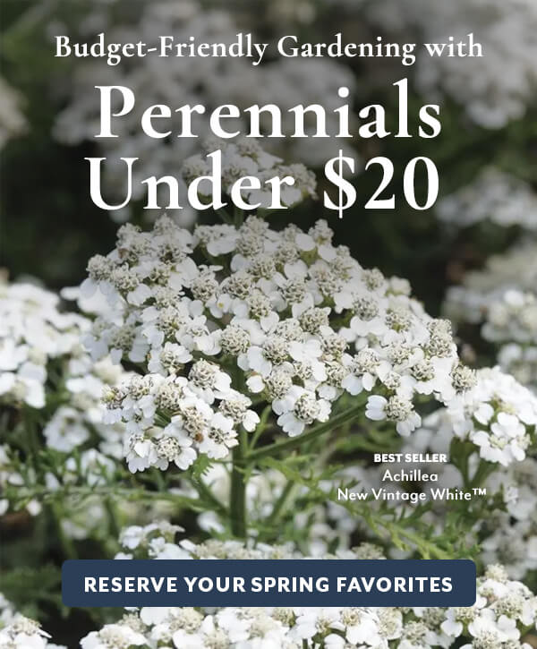 Perennials for $20 or Less