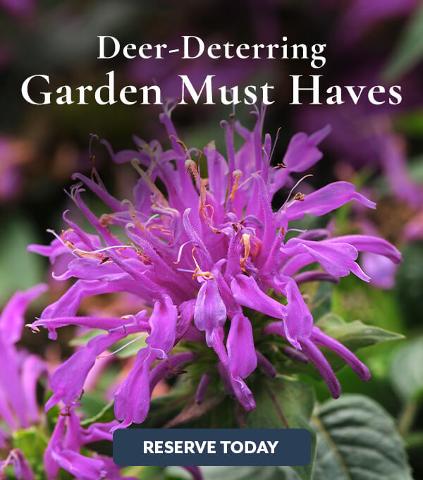 Deer Resistant Plants