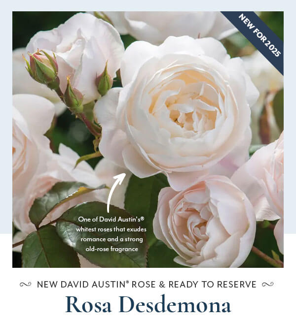 DA Rose Desdemona