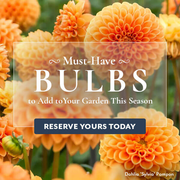 Must-Have Bulbs