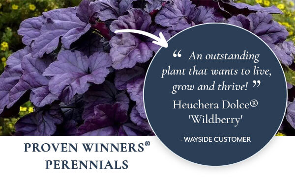 Proven Winner Perennials