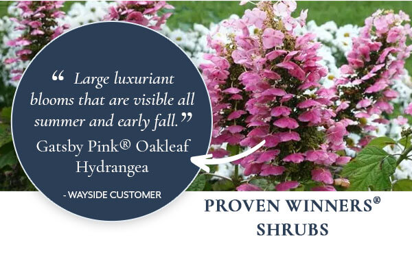 Proven Winner Shrubs