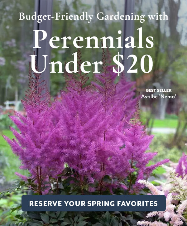 Perennials for $20 or Less