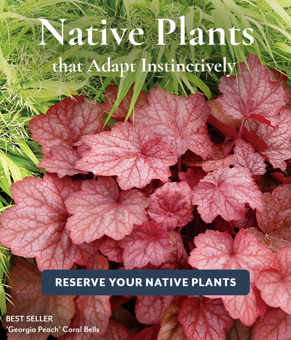 Native Plants