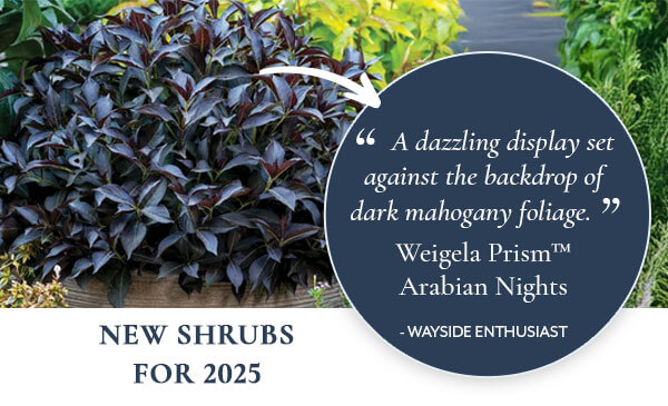 Weigela Prism™ Arabian Nights