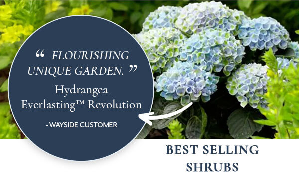 Hydrangea Everlasting™ Revolutions