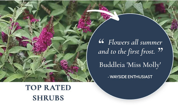 Buddleia 'Miss Molly'