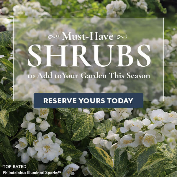 Must-Have Shrubs