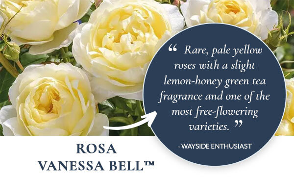 Rosa Vanessa Bell™