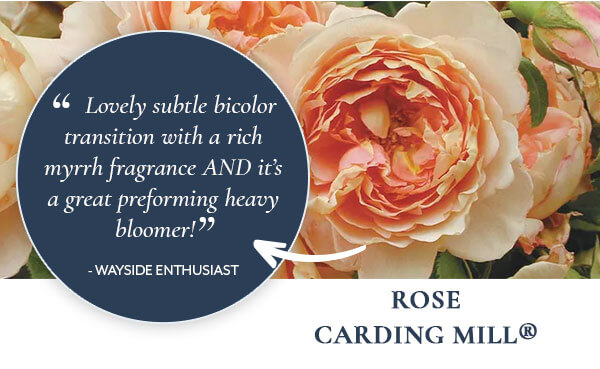 Rose Carding Mill®