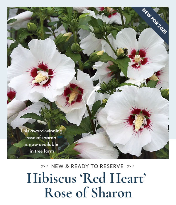 New Hibiscus 'Red Heart' Rose of Sharon